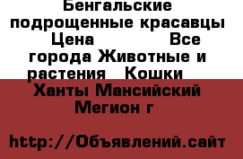 Бенгальские подрощенные красавцы. › Цена ­ 20 000 - Все города Животные и растения » Кошки   . Ханты-Мансийский,Мегион г.